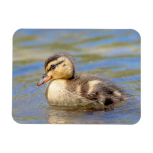 Magnet Flexible Mallard Duckling