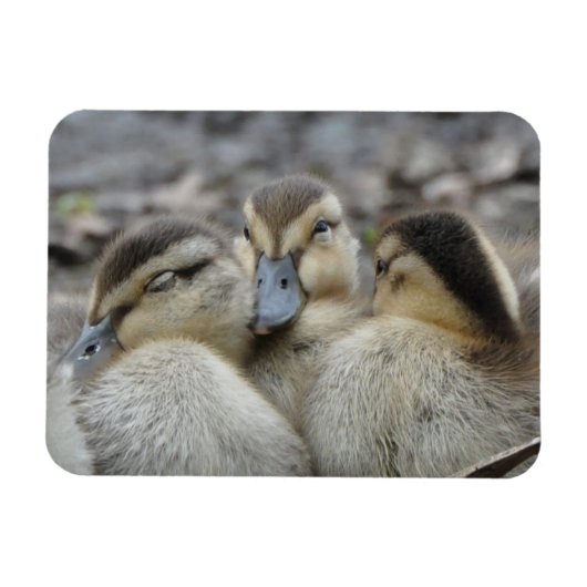 Magnet Flexible Mallard Ducklings en train de battre ! (Horizontal)