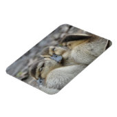 Magnet Flexible Mallard Ducklings en train de battre ! (Côté Gauche)
