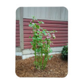 Magnet Flexible Malva (Vertical)