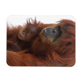 Magnet Flexible Maman et bébé Orangutan (Horizontal)
