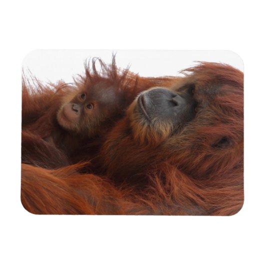 Magnet Flexible Maman et bébé Orangutan (Horizontal)