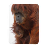 Magnet Flexible Maman et bébé Orangutan (Vertical)