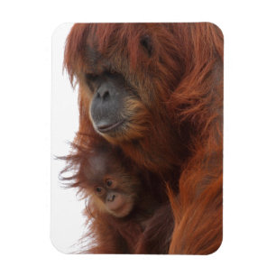 Magnet Flexible Maman et bébé Orangutan