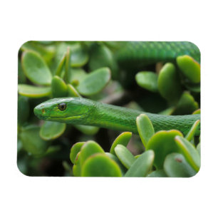 Magnet Flexible Mamba vert de l'Est (Dendroaspis Angusticeps)