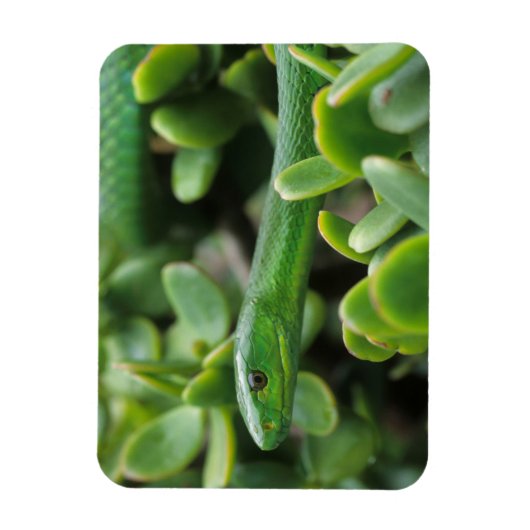 Magnet Flexible Mamba verte orientale (Dendroaspis Angusticeps) (Vertical)