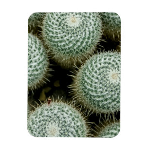 Magnet Flexible Mammillaria hahniana