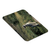 Magnet Flexible Manchot de Magellan (Spheniscus magellanicus), (Côté Droit)
