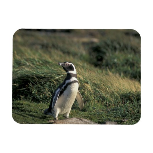 Magnet Flexible Manchot de Magellan (Spheniscus magellanicus), (Horizontal)