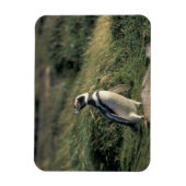 Magnet Flexible Manchot de Magellan (Spheniscus magellanicus), (Vertical)
