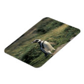 Magnet Flexible Manchot de Magellan (Spheniscus magellanicus), (Côté Gauche)