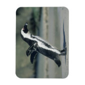 Magnet Flexible Manchot du Cap (Vertical)