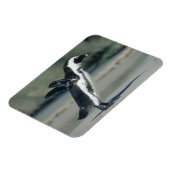 Magnet Flexible Manchot du Cap (Côté Gauche)