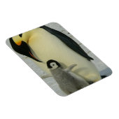 Magnet Flexible Manchot regardant son poussin (Côté Droit)