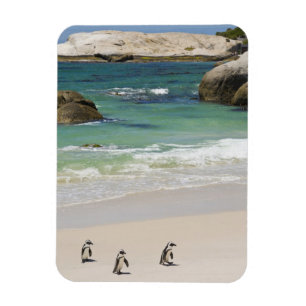 Magnet Flexible Manchots à Boulders Beach, Simons Town, Afrique du