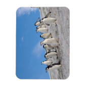 Magnet Flexible Manchots à Collier | Pygoscelis Antarctica (Vertical)