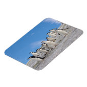 Magnet Flexible Manchots à Collier | Pygoscelis Antarctica (Côté Gauche)
