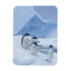Magnet Flexible Manchots Adélie (Pygoscelis adeliae) sur la glace,