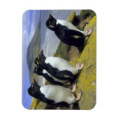 Magnet Flexible Manchots bouclés, (Eudyptes chrysocome), (Vertical)