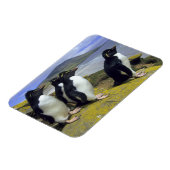 Magnet Flexible Manchots bouclés, (Eudyptes chrysocome), (Côté Gauche)