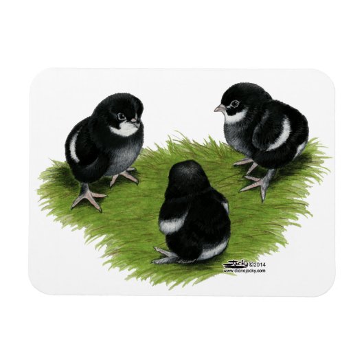 Magnet Flexible Marans Cuivre noir Chicks (Horizontal)