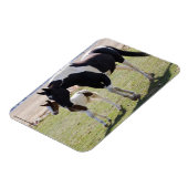 Magnet Flexible Marche de Mare et Filly (Côté Gauche)