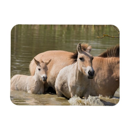 Magnet Flexible Mare avec Foal Crossing a River (Horizontal)