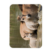 Magnet Flexible Mare avec Foal Crossing a River (Vertical)
