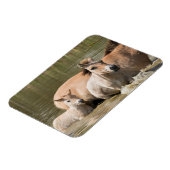 Magnet Flexible Mare avec Foal Crossing a River (Côté Gauche)
