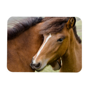 Magnet Flexible Mare Et Colt