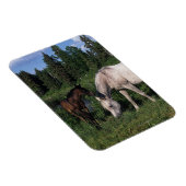 Magnet Flexible Mare et Foie Arabe 2 (Côté Droit)