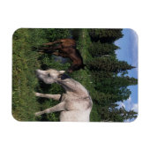 Magnet Flexible Mare et Foie Arabe 2 (Horizontal)