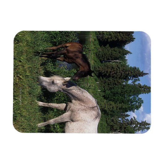 Magnet Flexible Mare et Foie Arabe 2 (Horizontal)