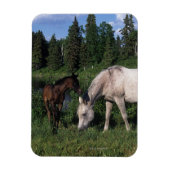 Magnet Flexible Mare et Foie Arabe 2 (Vertical)