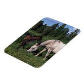 Magnet Flexible Mare et Foie Arabe 2 (Côté Gauche)