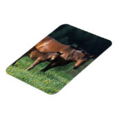 Magnet Flexible Mare et Foie de Thoroughbred 1 (Côté Gauche)