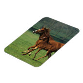 Magnet Flexible Mare et poulain à bec thoroughbred 3 (Côté Gauche)