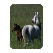 Magnet Flexible Mare et poulain arabe (Vertical)