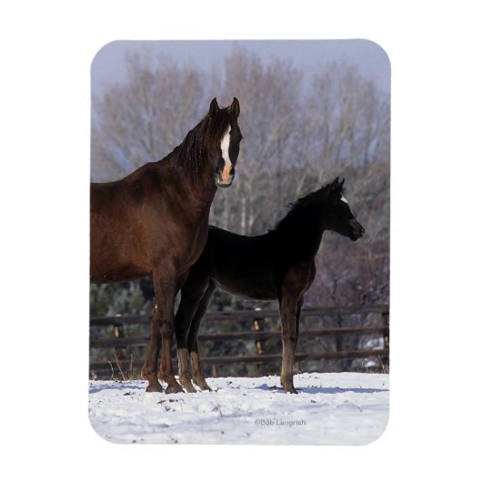 Magnet Flexible Mare et poulain arabe en neige (Vertical)