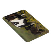 Magnet Flexible Mare miniature et Foal dans les fleurs (Côté Droit)