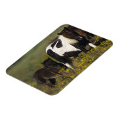Magnet Flexible Mare miniature et Foal dans les fleurs (Côté Gauche)