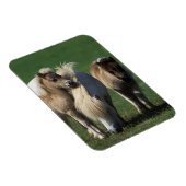 Magnet Flexible Mare miniature et Foies 1 (Côté Droit)