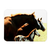 Magnet Flexible Mares et Chevaux à l'épreuve (Horizontal)