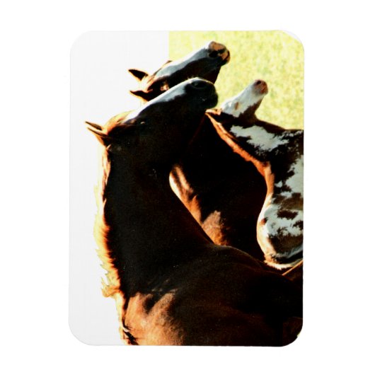 Magnet Flexible Mares et Chevaux à l'épreuve (Vertical)