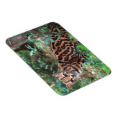 Magnet Flexible Margay, Leopardus wiedi, Natif du Mexique vers (Côté Droit)