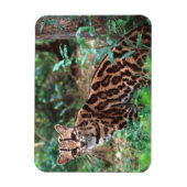 Magnet Flexible Margay, Leopardus wiedi, Natif du Mexique vers (Vertical)