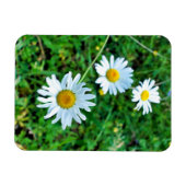 Magnet Flexible Marguerites oculaires (Horizontal)