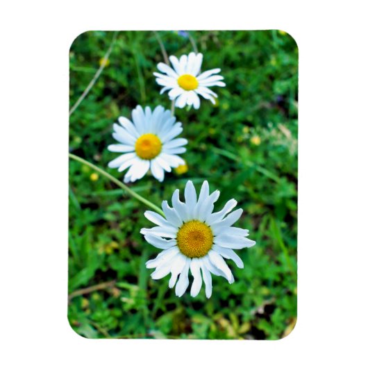 Magnet Flexible Marguerites oculaires (Vertical)