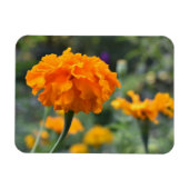 Magnet Flexible Marigold Orange Fleur Nature Jardin photographique (Horizontal)