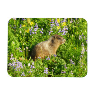 Magnet Flexible Marmot dans le Mont Rainier Fleurs sauvages